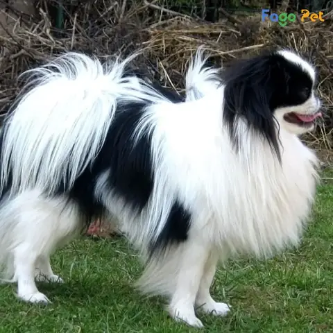 Những Thay Đổi Sau Khi Huấn Luyện Chó Nhật Tại Fago Pet