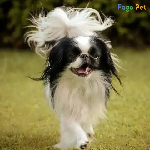 Điều Kiện Học Tập Của Khóa Huấn Luyện Chó Nhật