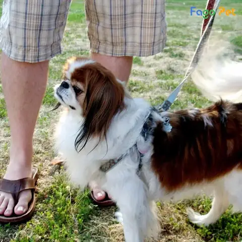 Các Bài Huấn Luyện Chó Nhật Tại Fago Pet