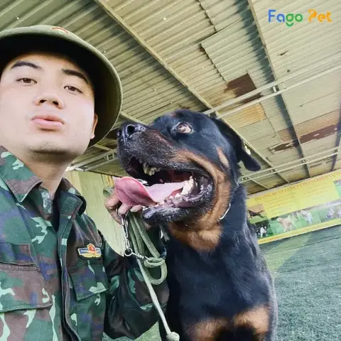 Địa Chỉ Huấn Luyện Chó Nhật Tại Fago Pet