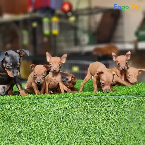 Những Lưu Ý Khi Huấn Luyện Chó Phốc Hươu