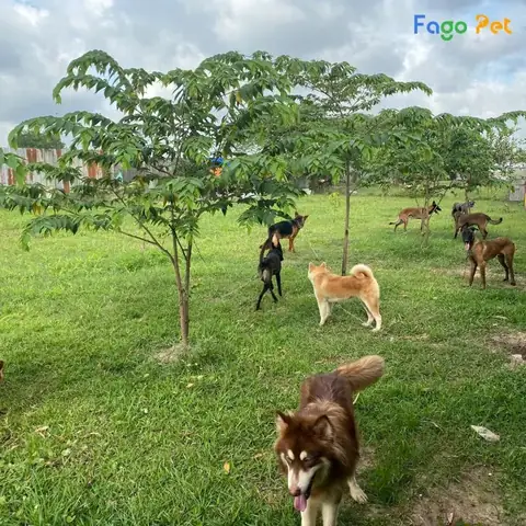 Dịch Vụ Huấn Luyện Chó Phốc Hươu Giá Tốt Tại Fago Pet