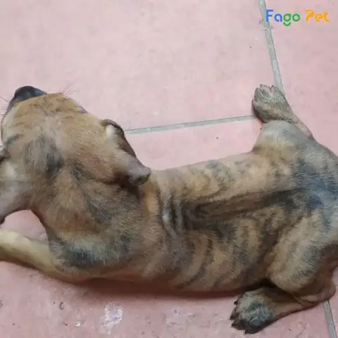 Bài Tập 2: Huấn Luyện Chó Phú Quốc Nằm