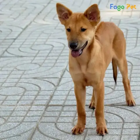 Bài Tập 3: Huấn Luyện Chó Đứng