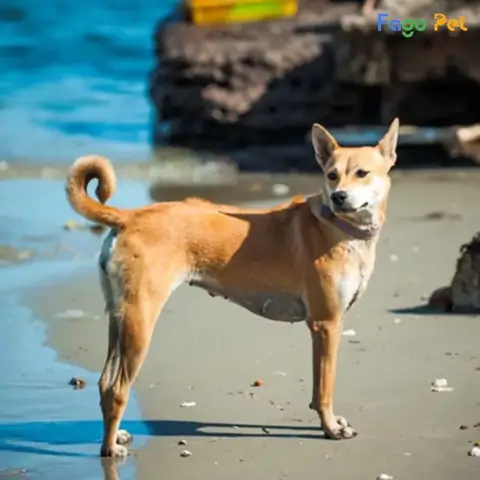 Những Thay Đổi Sau Khi Huấn Luyện Chó Phú Quốc Tại Fago Pet