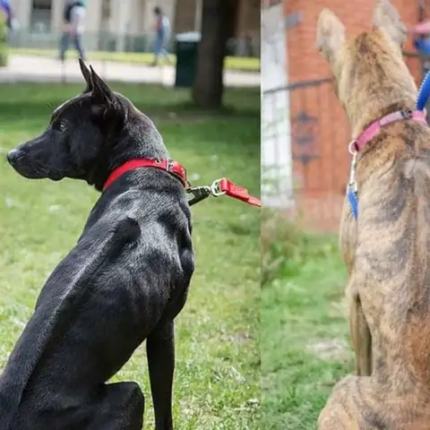 Huấn Luyện Chó Phú Quốc Ngồi Chào