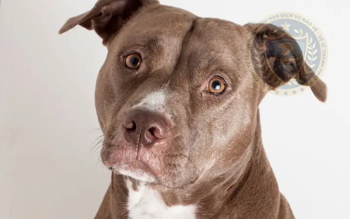 Các Thông Tin Về Cho Pitbull Bạn Cần Biết Các Thông Tin Về Cho Pitbull Bạn Cần Biết