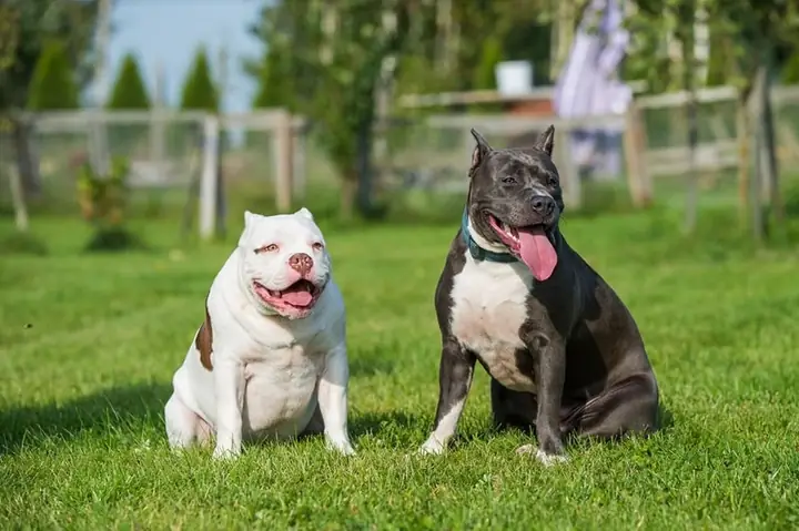 Huấn Luyện Chó Pitbull Đứng Ngồi Huấn Luyện Chó Pitbull Đứng Ngồi