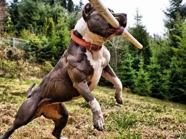 Huấn Luyện Chó Pitbull Nhặt Đồ Huấn Luyện Chó Pitbull Nhặt Đồ