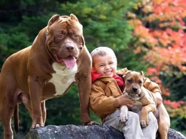 Cách Huấn Luyện Chó Pitbull Cách Huấn Luyện Chó Pitbull