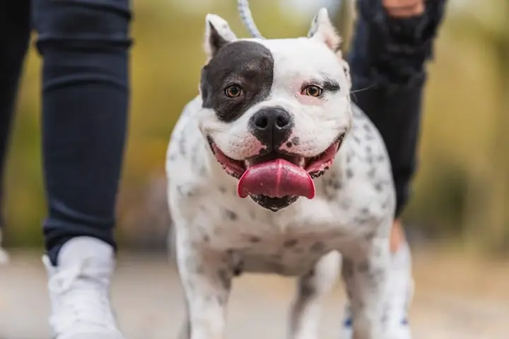 Huấn Luyện Chó Pitbull Đứng Yên Tại Chỗ Huấn Luyện Chó Pitbull Đứng Yên Tại Chỗ