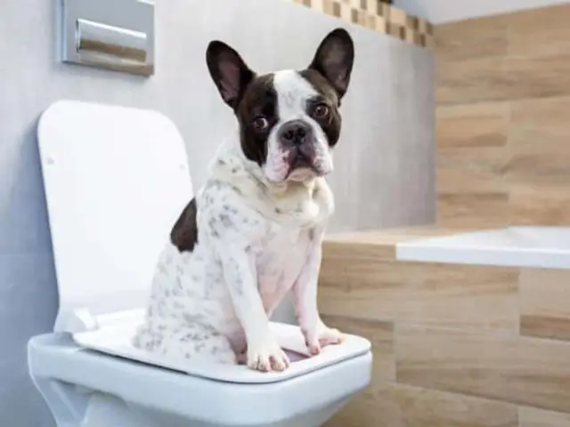 Cách Huấn Luyện Chó Pitbul Đi Vệ Sinh Đúng Chỗ Cách Huấn Luyện Chó Pitbul Đi Vệ Sinh Đúng Chỗ