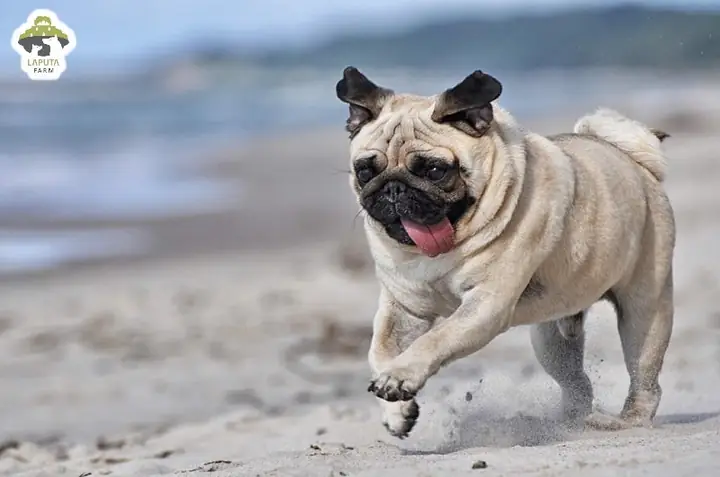 Cách Huấn Luyện Chó Pug Nhặt Đồ