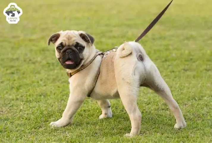 Hướng Dẫn Dạy Chó Pug Tấn Công