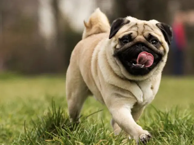 Giới Thiệu Chó Pug