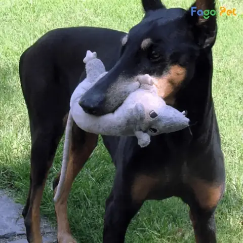 Luyện Tập Cách Bắt Chuột Luyện Tập Cách Bắt Chuột