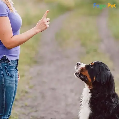 Thời Điểm Thích Hợp Dạy Chó Bắt Chuột Thời Điểm Thích Hợp Dạy Chó Bắt Chuột