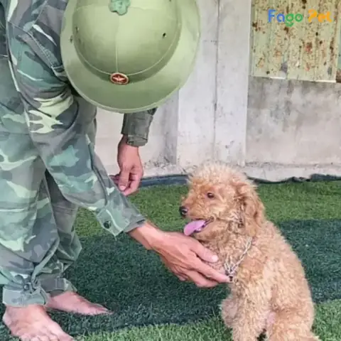 Những Lưu Ý Khi Dạy Chó Bắt Chuột Những Lưu Ý Khi Dạy Chó Bắt Chuột