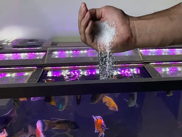 Cách Khử Trùng Bể Cá Cảnh Đúng Cách: Hướng Dẫn Toàn Tập Cho Người Mới Bắt Đầu