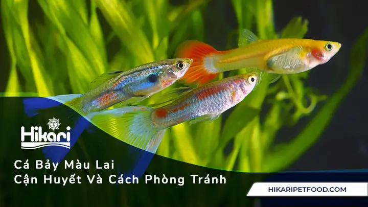 Hướng Dẫn Chi Tiết Cách Lai Cá Bảy Màu: Từ Cơ Bản Đến Nâng Cao