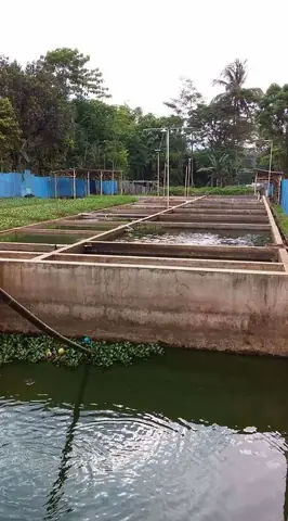 Ã¡ch Lã M Sáº¡ch Næ°á»c Ao Nuã´i Cã¡ Báº±ng Cháº¿ Pháº©m Sinh Há»c Tá»« Cã¡c Vi Sinh Cã³ Lá»£i