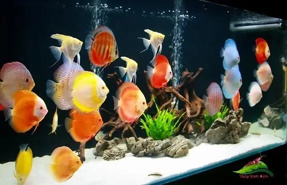 Nguyên Nhân Nước Bể Cá Bị Đục Nguyên Nhân Nước Bể Cá Bị Đục