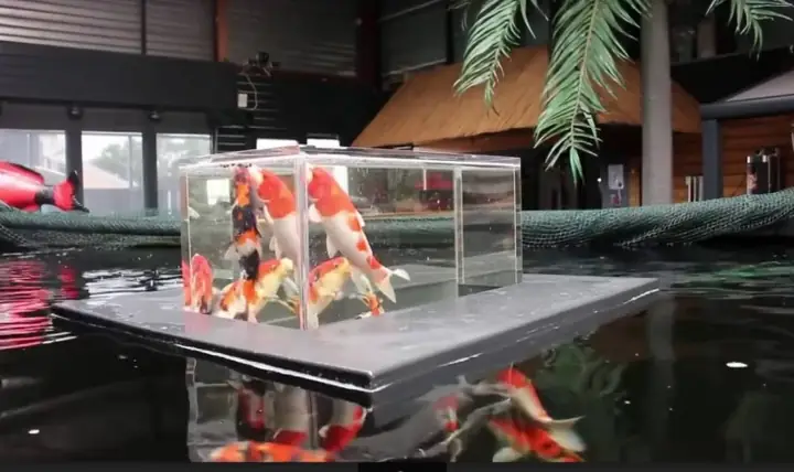 Sự Độc Đáo Của Bể Cá Úp Ngược Khiến Ai Cũng Cảm Thấy Bất Ngờ