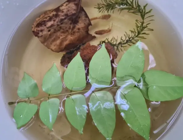 Cách Làm Cá Betta Trống Sung