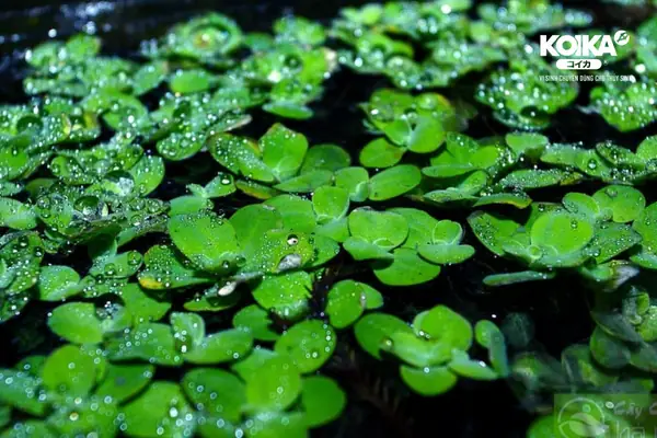 Tìm Hiểu Cách Tự Làm Thức Ăn Cho Cá Bảy Màu