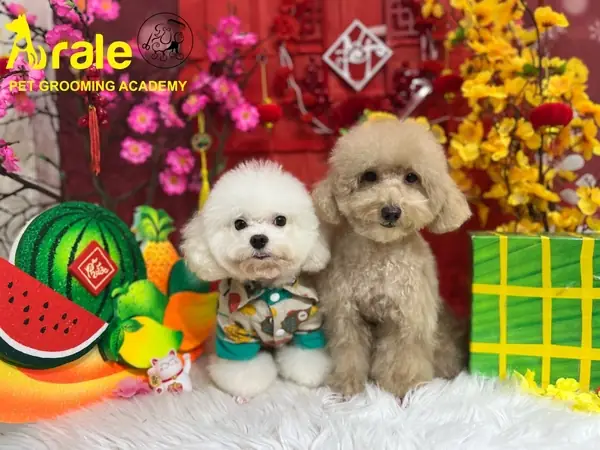 𝐓𝐇ô𝐍𝐆 𝐁á𝐎 𝐋ị𝐂𝐇 𝐍𝐆𝐇ỉ 𝐋ễ 𝐓ế𝐓 Â𝐌 𝐋ị𝐂𝐇 𝟐𝟎𝟐𝟑 𝐓ạ𝐈 𝐀𝐑𝐀𝐋𝐄 𝐏𝐄𝐓𝐒𝐇𝐎𝐏