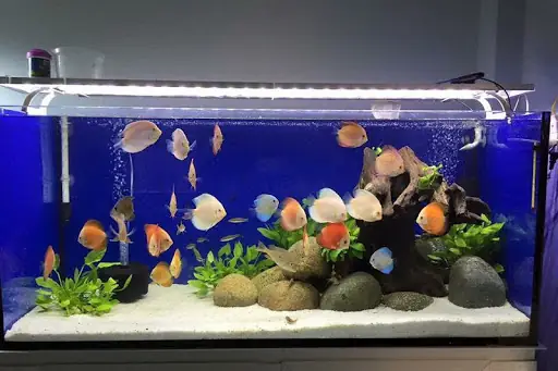 Hướng Dẫn Chi Tiết Cách Làm Đèn Hồ Cá Tại Nhà An Toàn Và Tiết Kiệm Hướng Dẫn Chi Tiết Cách Làm Đèn Hồ Cá Tại Nhà An Toàn Và Tiết Kiệm