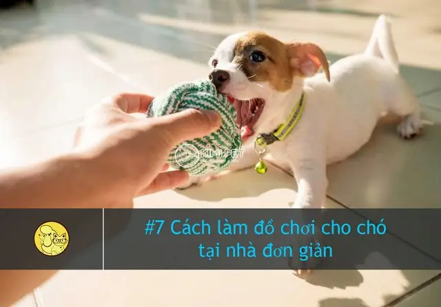 Hướng Dẫn Tự Làm Đồ Chơi Cho Chó Con Tại Nhà #đơn #giản Hướng Dẫn Tự Làm Đồ Chơi Cho Chó Con Tại Nhà #đơn #giản