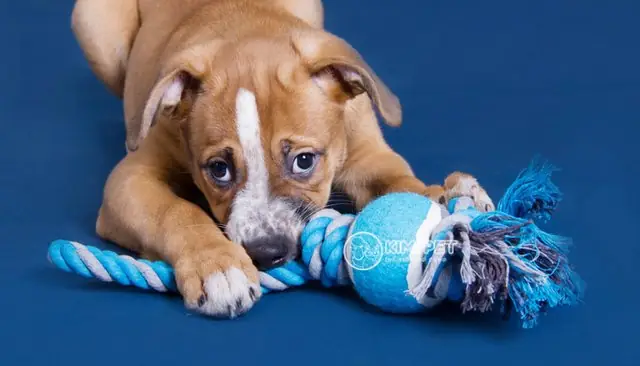 Đồ Chơi Gây Hứng Thú Bằng Đồ Ăn Vặt Với Chiếc Tất (vớ) Đồ Chơi Gây Hứng Thú Bằng Đồ Ăn Vặt Với Chiếc Tất (vớ)