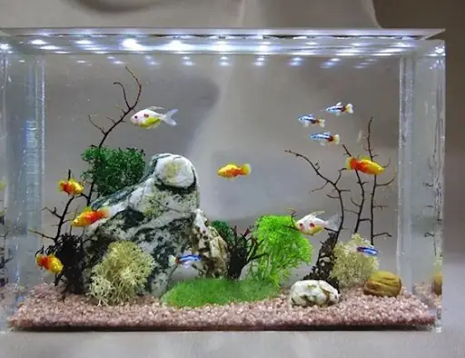 Cách Làm Đồ Trang Trí Bể Cá: Tự Tay Tạo Thế Giới Rực Rỡ Cho "thủy Quốc" Của Bạn
