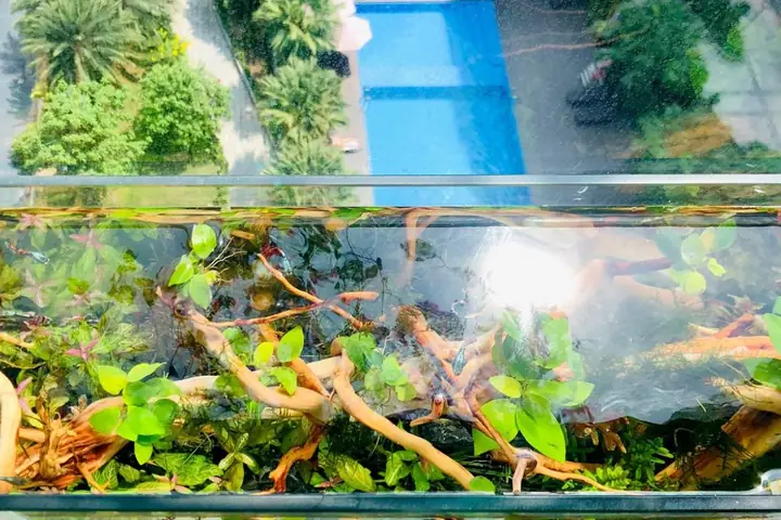 Khắc Phục Nhiệt Độ Bể Cá Cảnh Tăng Cao Ngày Hè Khắc Phục Nhiệt Độ Bể Cá Cảnh Tăng Cao Ngày Hè