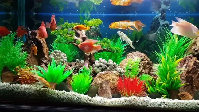 Cách Làm Mát Cho Bể Cá Trong Những Ngày Hè Cách Làm Mát Cho Bể Cá Trong Những Ngày Hè