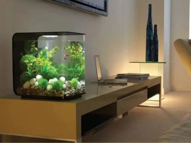 Cân Nhắc Chọn Loại Hồ Cá Có Kích Thước Phù Hợp Với Không Gian