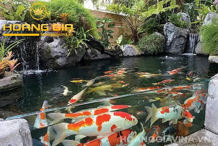 Vì Sao Nên Chọn Làm Hồ Cá Koi Bằng Kính?