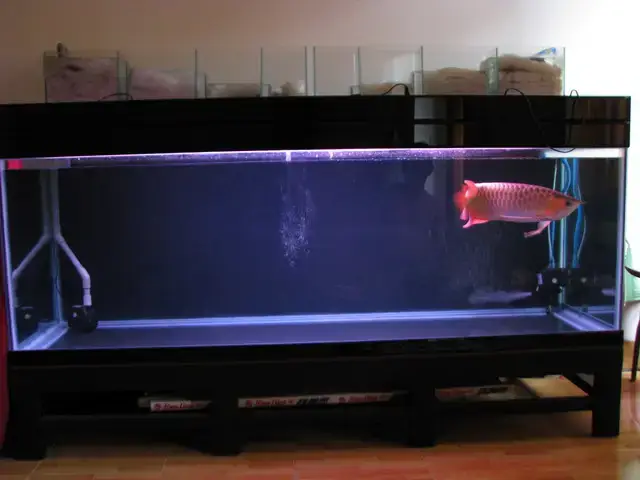 Hộp Kỹ Thuật Bể Cá Rồng Là Gì Và Tầm Quan Trọng Của Nó