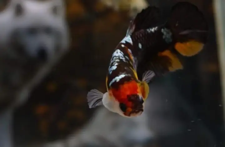 Cách Làm Kệ Cá Betta Cách Làm Kệ Cá Betta