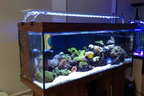 Các Bước Cài Đặt Lọc Đáy Bể Cá