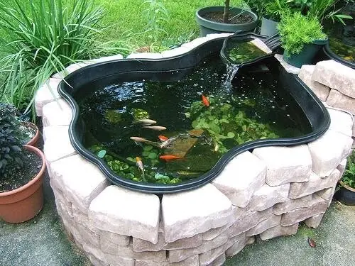 Tìm Hiểu Chung Về Hồ Cá Xi Măng