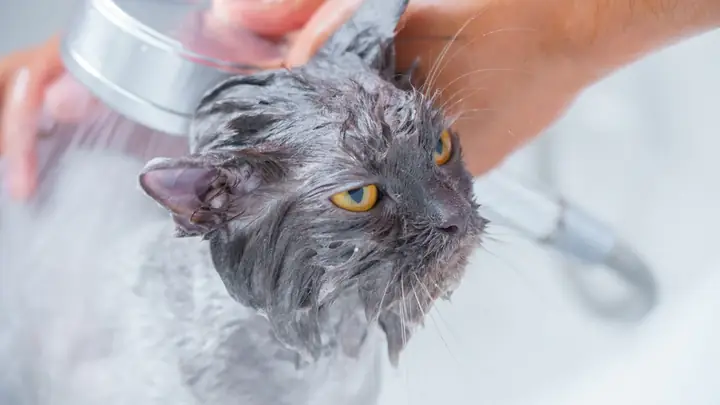 Tắm Cho Mèo Bằng Xà Phòng Lifebuoy Có Được Không? Tắm Cho Mèo Bằng Xà Phòng Lifebuoy Có Được Không?