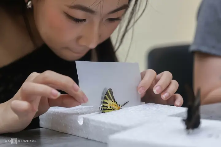 Người Trẻ Đi Học Làm Tiêu Bản Bướm, Bọ Cánh Cứng - Báo Vnexpress ...