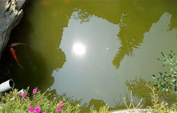 Quá Nhiều Ánh Sáng Mặt Trời Chiếu Vào Hồ Cá