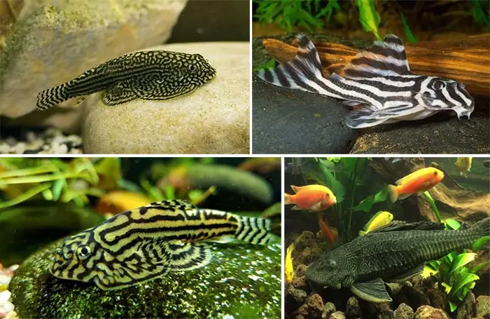 Nuôi Cá Dọn Bể Để Dọn Sạch Rêu Trong Hồ Cá