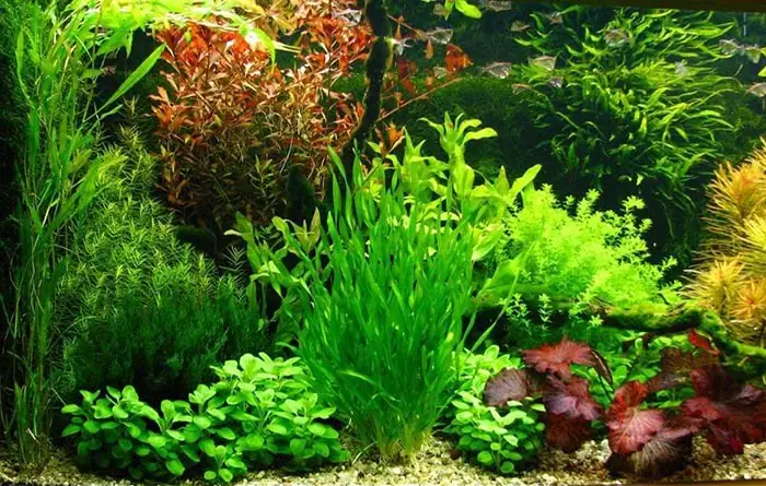 Trồng Thêm Cây Thủy Sinh Để Lọc Nước Trong Hồ Cá Ngoài Trời