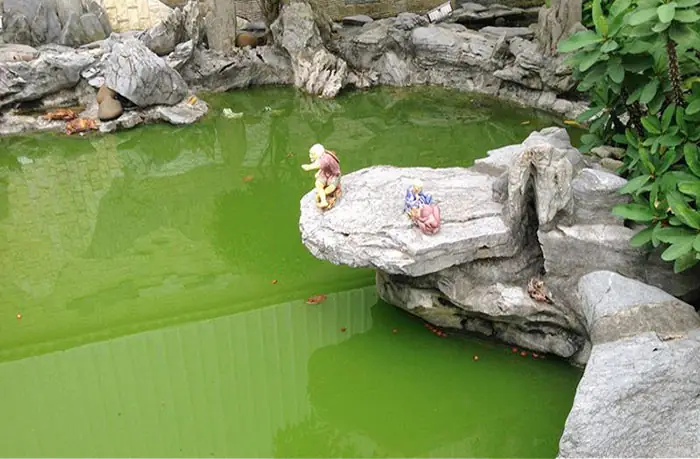 Xác Động, Thực Vật Rơi Xuống Và Lắng Đọng Ở Đáy Hồ