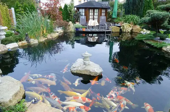 Tầm Quan Trọng Việc Làm Trong Nước Hồ Cá Ngoài Trời