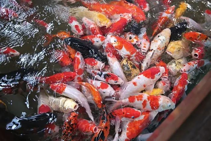 Mật Độ Nuôi Cá Quá Dày Đặc